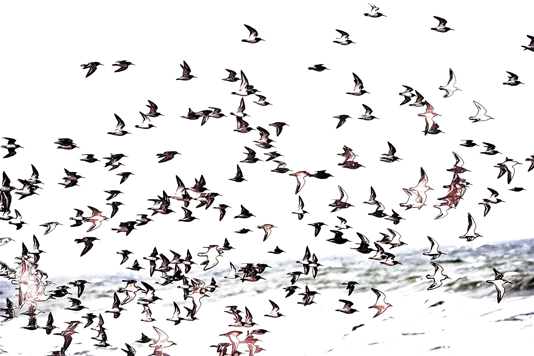 flock of birds during storm  Bald Head Island