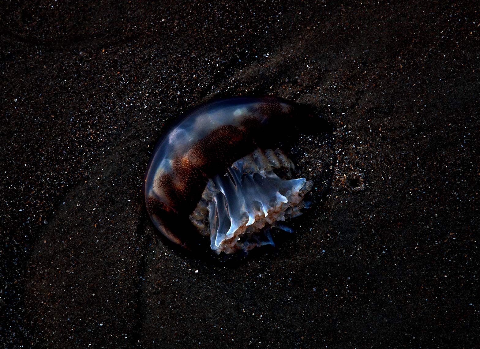 baldhead_sunrise_jellyfish_201107_064
