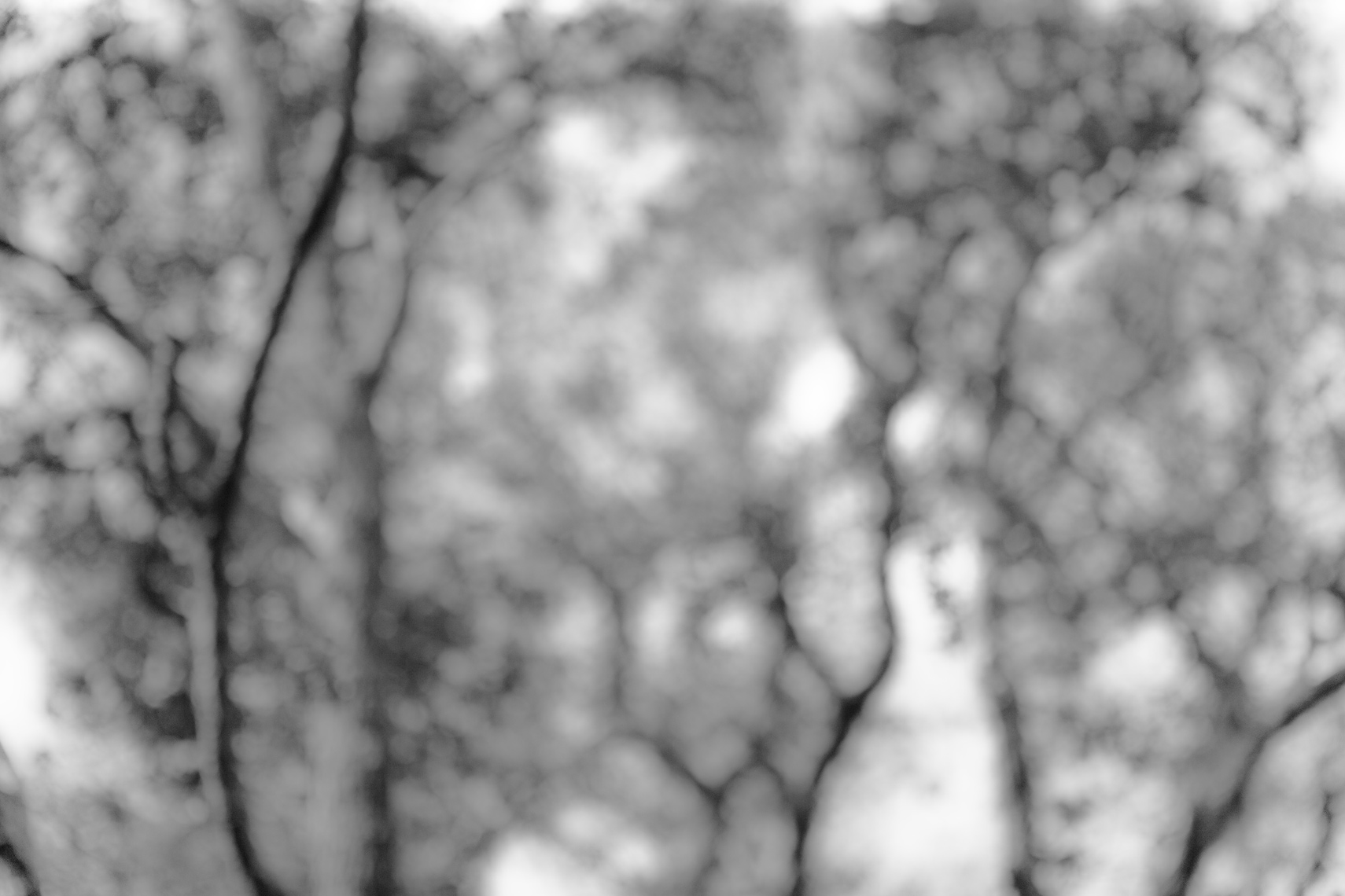 live oaks on Bald Head Island