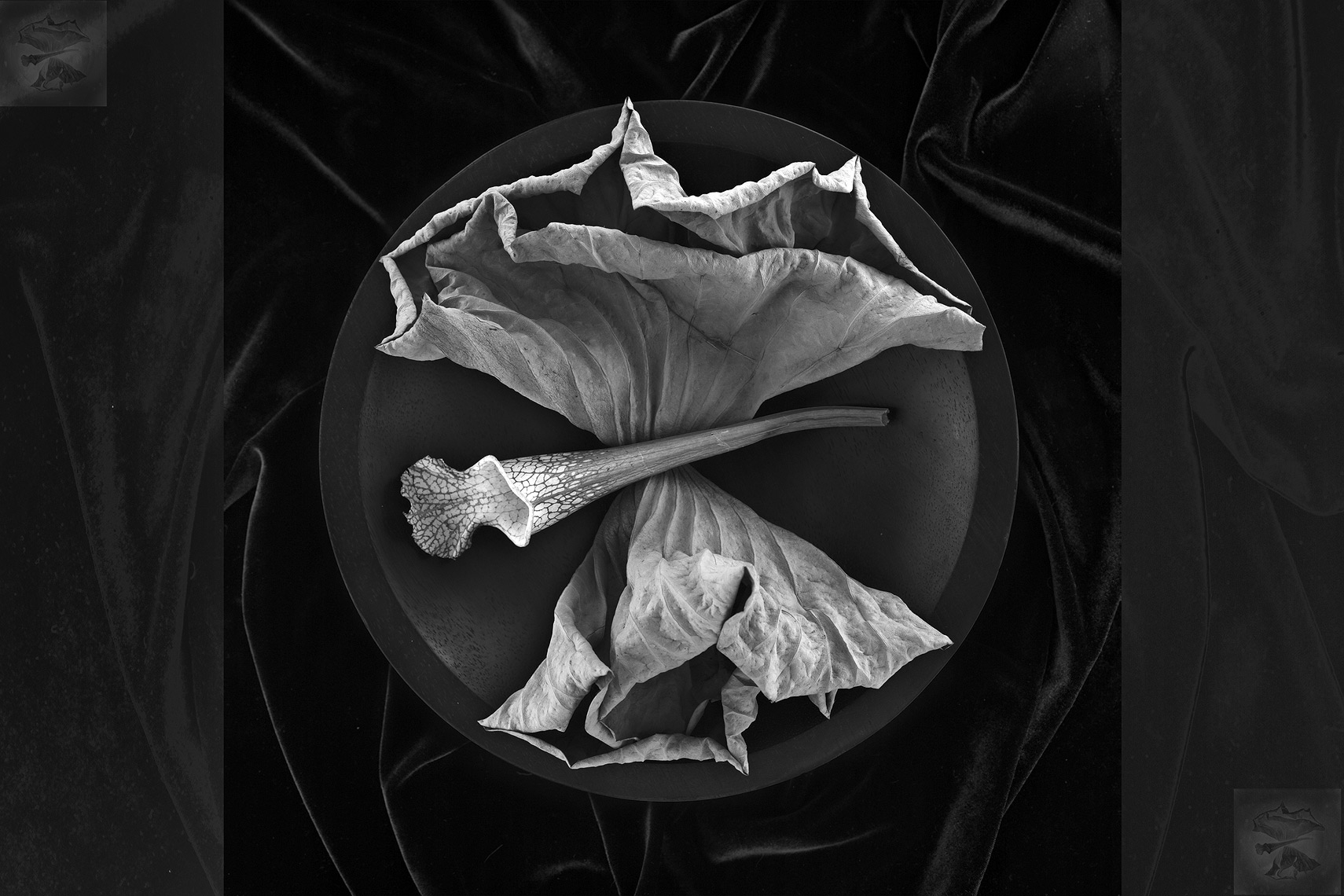 lotus_leaves_bw_200503
