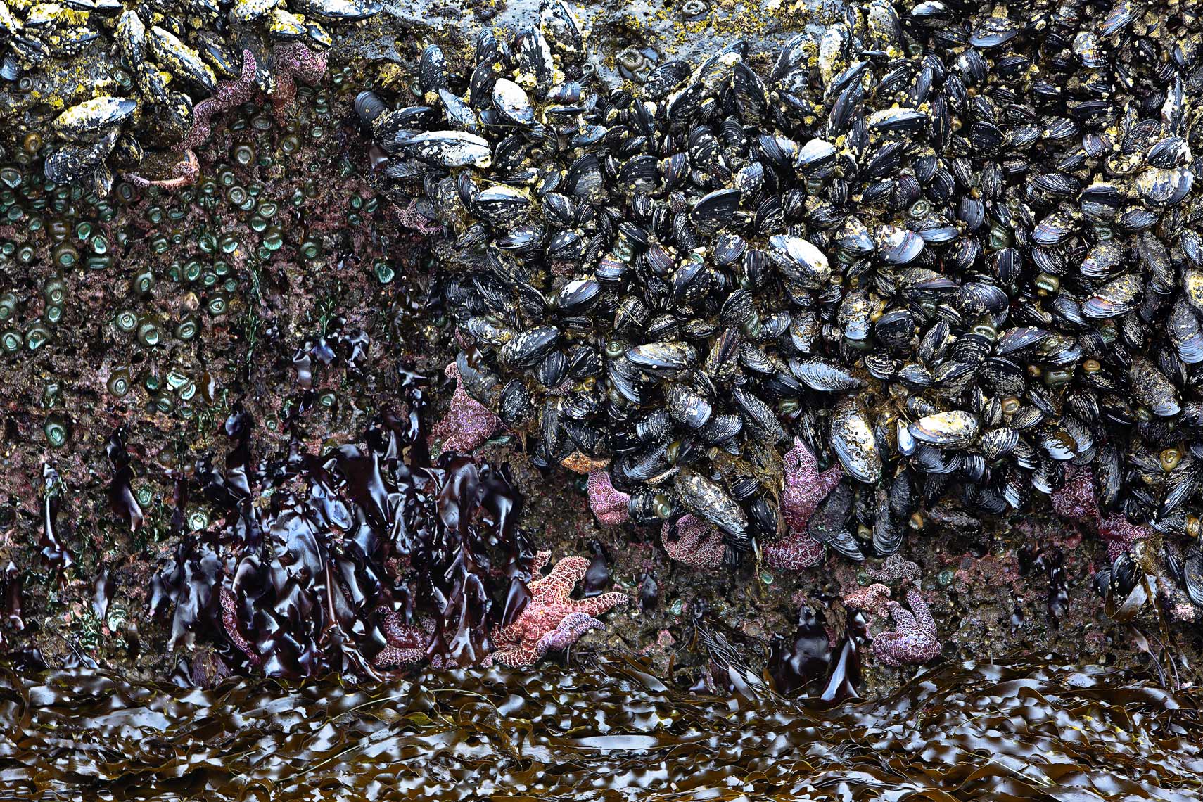 Oregon coastal tidal bed